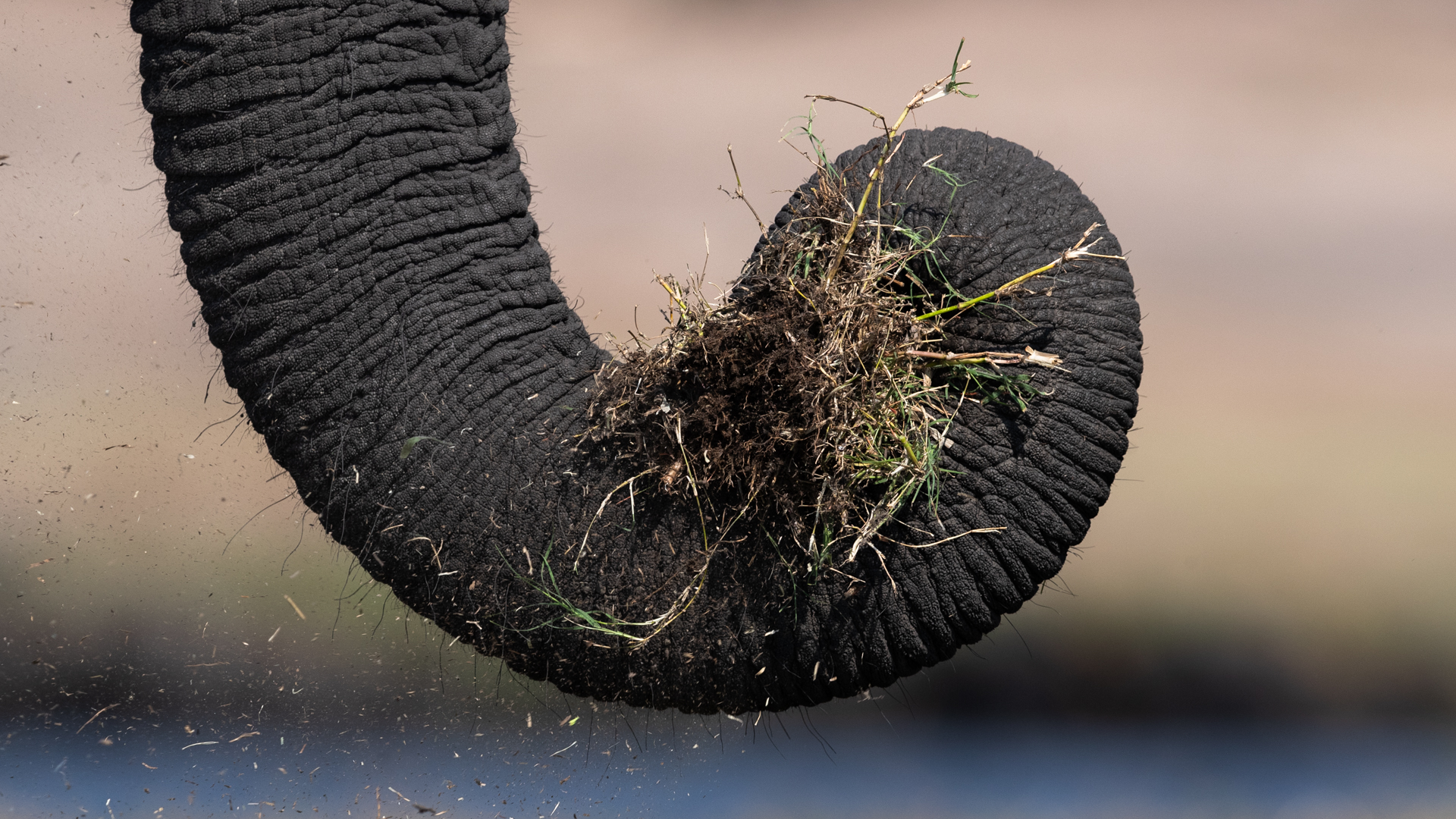 African Elephant Trunk