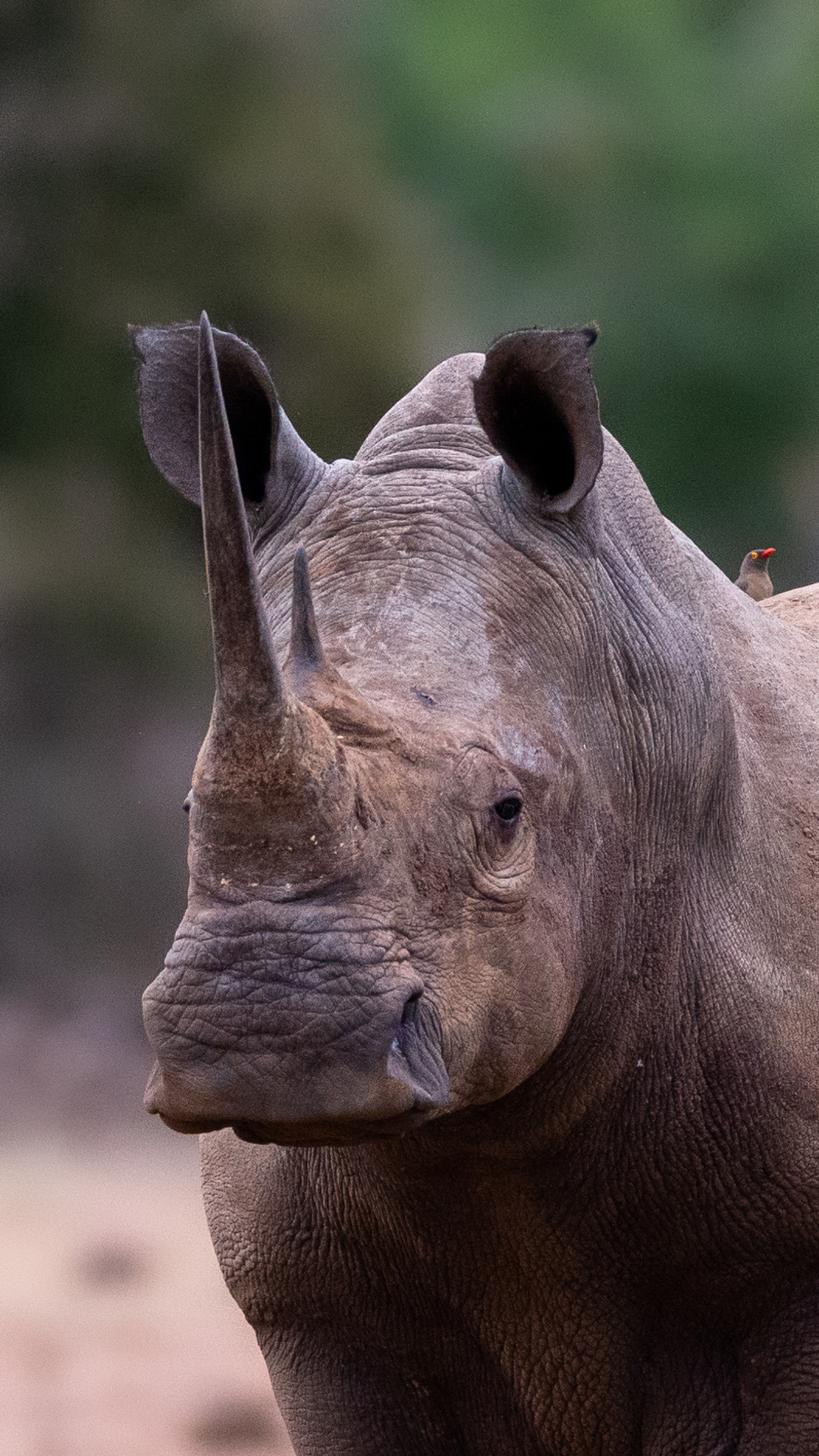 Black Rhinoceros