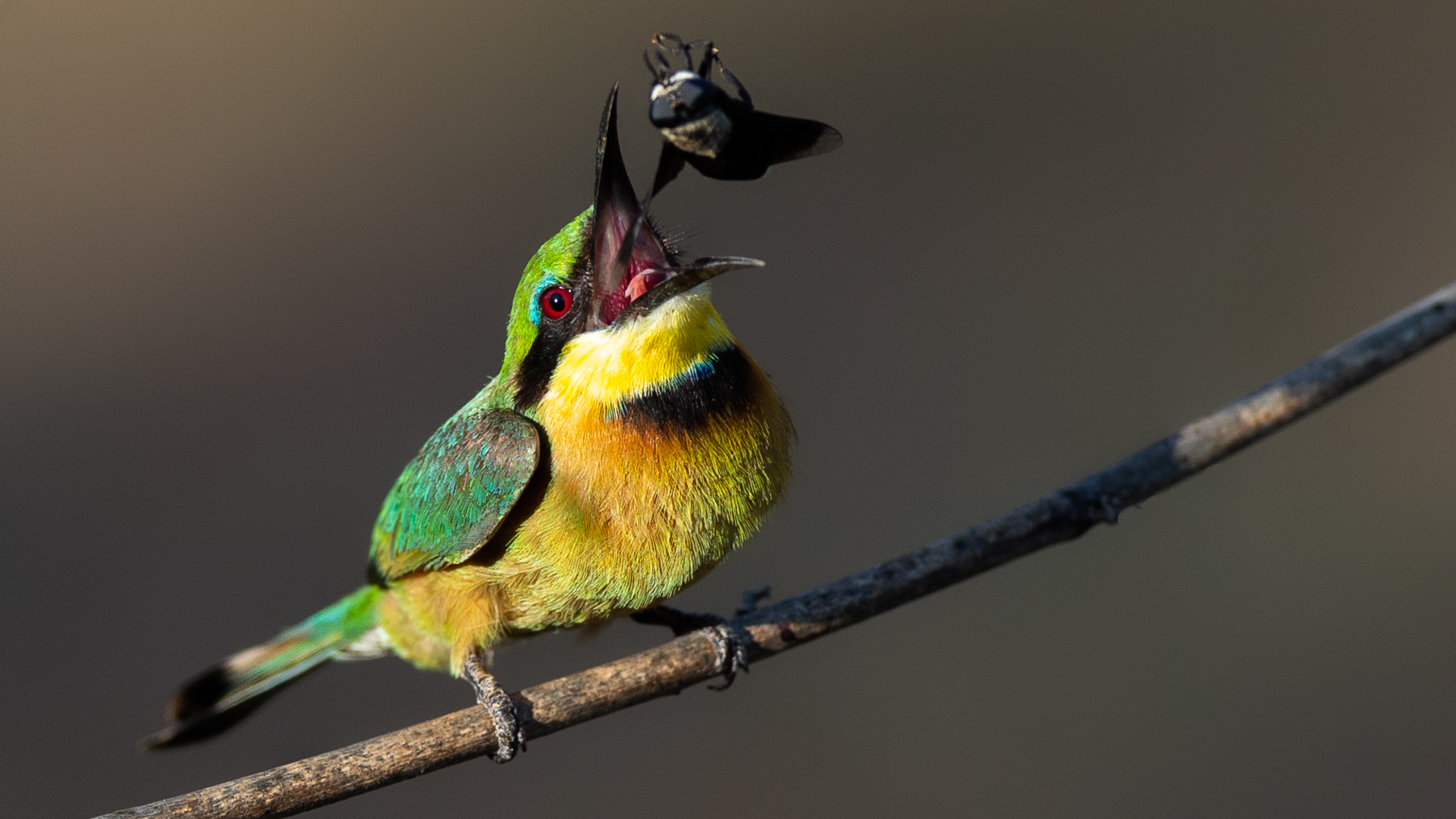 Little Bee-eater